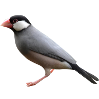 Амадин рисовый