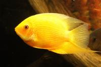 severum1