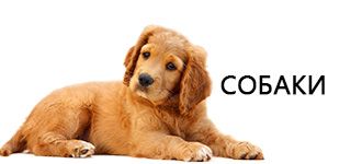 Товары для собак