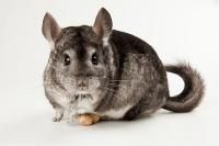 chinchilla