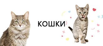 Товары для кошек
