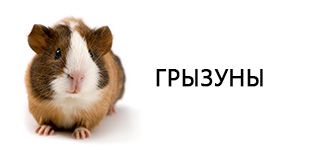 Для хорьков и грызунов