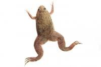 shporcevaya-lyagushka-vneshnij-vid-1