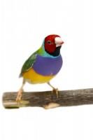 Амадин гульдовый