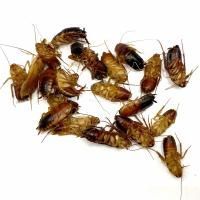 Таракан  замороженный блистер уп. 20 шт.