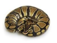 ball-python-care-guide