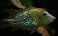 geofagus