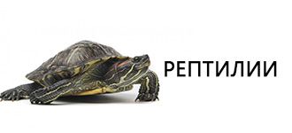 Рептилии/ЕХО