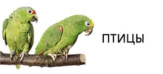 Товары для птиц