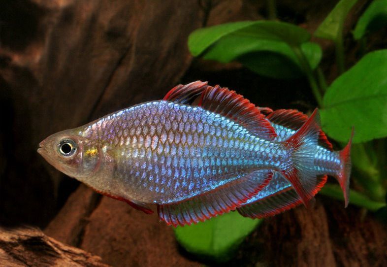 Меланотения неоновая