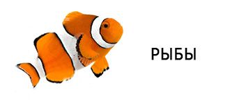 Для рыбок