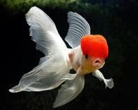 oranda-red-shapochka