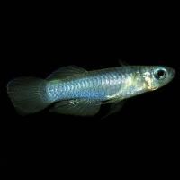 Голубоглазка Нормана (80)