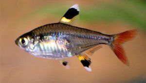 Пристелла (50)