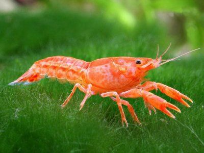 Рак мексиканский