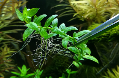 Живое растение Стаурогин