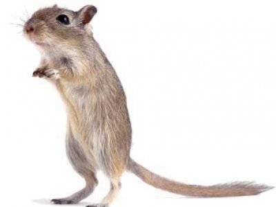 c9e39ee0182cefc4265733dc28ba4596