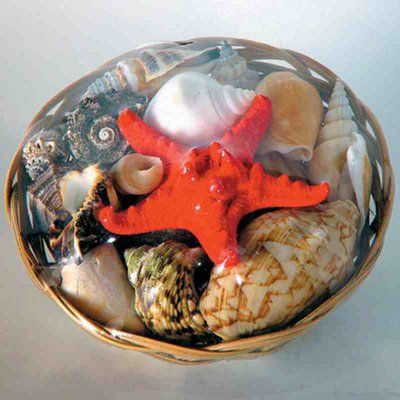 Набор раковин №6