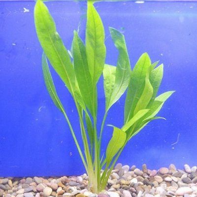 эхинодорус