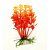 AQUARIUM PLANTS Монетница 10 см растение искусственное 