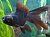 telescope_black_fish