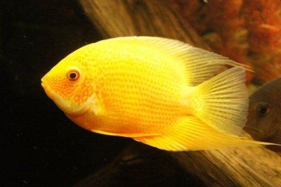 severum1