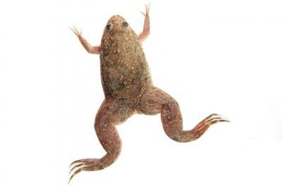 shporcevaya-lyagushka-vneshnij-vid-1