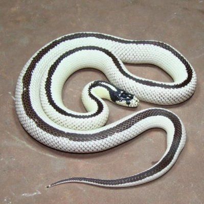 Королевская змея