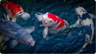 Карп кои (600)