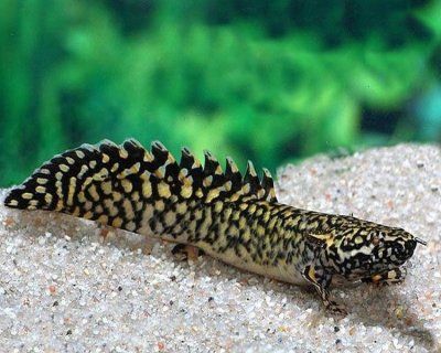 Полиптерус