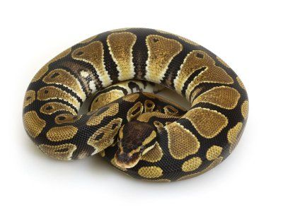 ball-python-care-guide