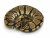 ball-python-care-guide