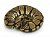 ball-python-care-guide