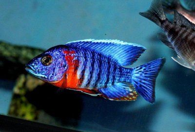 Аулонакара (600)