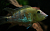 geofagus