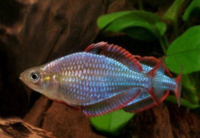 Меланотения неоновая