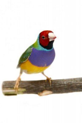 Амадин гульдовый