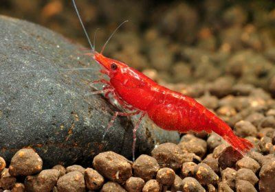 Креветка красный огонь (120)