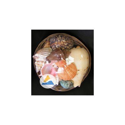 Набор раковин фрукты моря в корзинке 19 см.